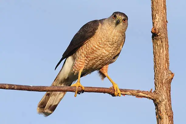 Coopers Hawk (Accipiter cooperii) in a tree with a blue background