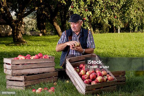 Orchard Stock Photo - Download Image Now - Agriculture, Apple - Fruit, Apple Tree