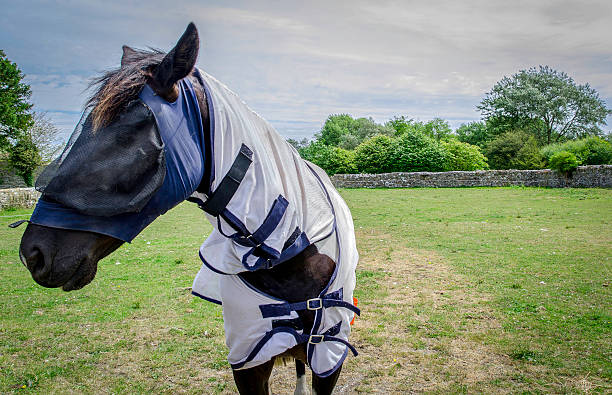 istock horse with a sun coat and fly net, colour image 500766681