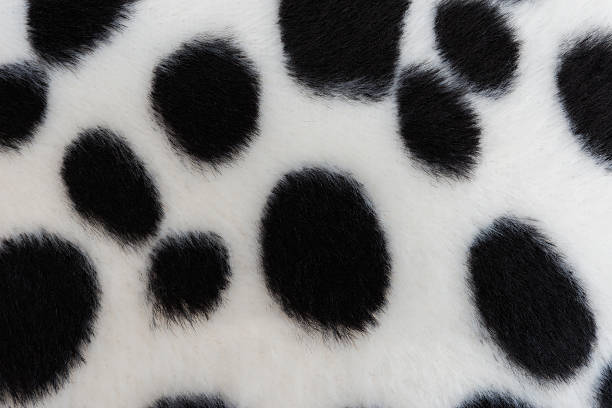 istock texture of dog fur 500766787
