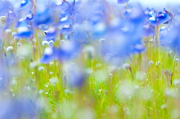 istock Wild Flowers , Beautiful meadow , Backgrounds 500767029