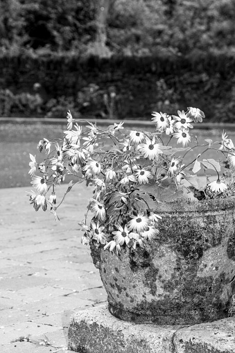 Spring Flowers