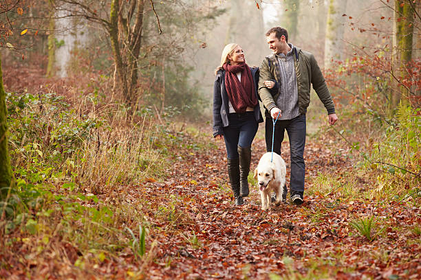 犬のお散歩冬の森 - dog walking retriever golden retriever ストックフォトと画像