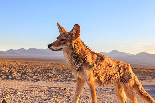 istock Lone Coyote hunting 500769019