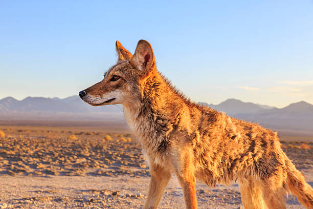chasse de coyote solitaire - panamint range photos et images de collection