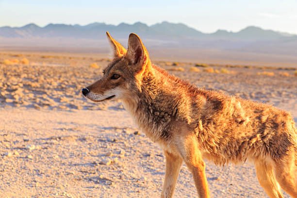 istock Lone Coyote hunting 500769023