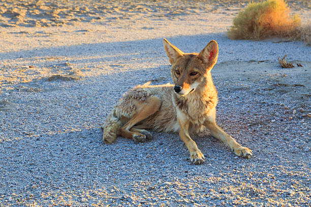 lone койот установка за ночь - coyote desert outdoors day стоковые фото и изображения