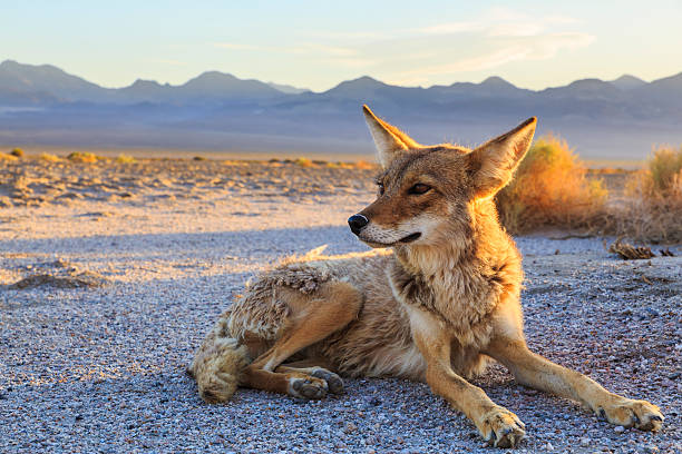 lone coyote vorbereitung auf die nacht - panamint range stock-fotos und bilder