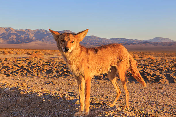 застенчивый койот - coyote desert outdoors day стоковые фото и изображения