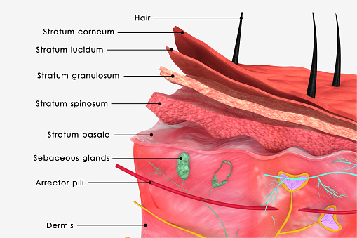 Anatomía de la piel photo