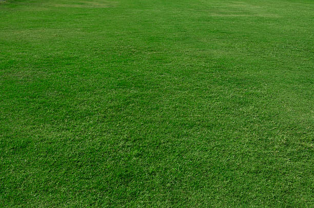 trawnik - grass area high angle view playing field grass zdjęcia i obrazy z banku zdjęć