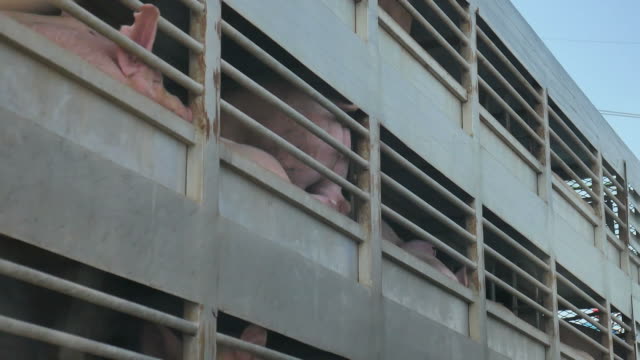 pig in pigsty on truck
