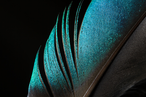 Feather on black