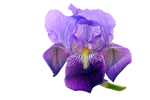 Beautiful purple Iris flower in sunshine, background with copy space, full frame horizontal composition