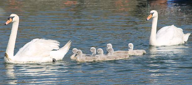 istock Mute Swans with Cygnets 500770909