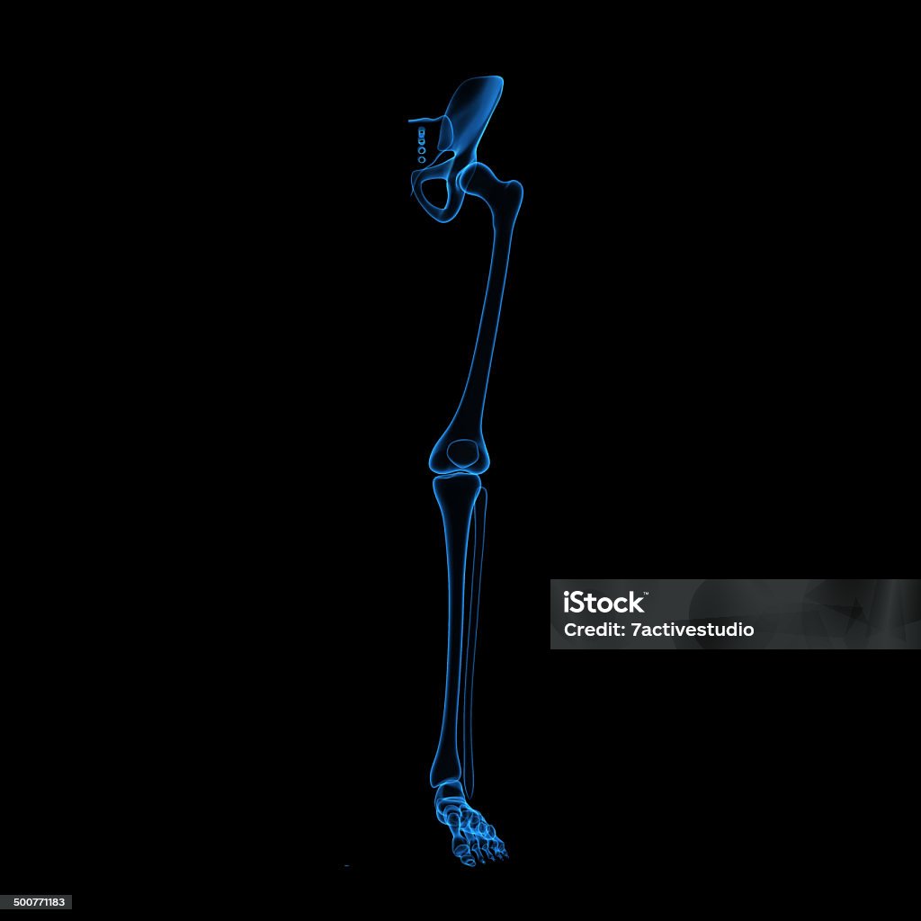 Squelette de jambe - Photo de Adulte libre de droits