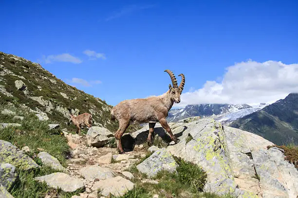 France, Haute Savoie, Chamonix Mont Blanc, sheep goat, (Capra ibex) Lac Blanc, Chamonix