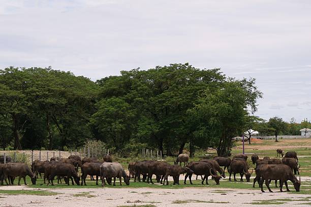 Close-Up Of American Bison Head Mounted On Wall