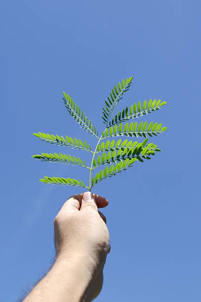istock green acacia leaves on man hand 500773518