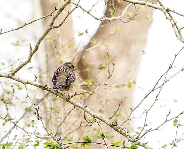 White Crowned Sparrow in den Frühling – Foto