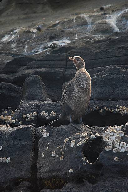 istock Flightless Cormorant on the Shore in the Galapagos 500774608