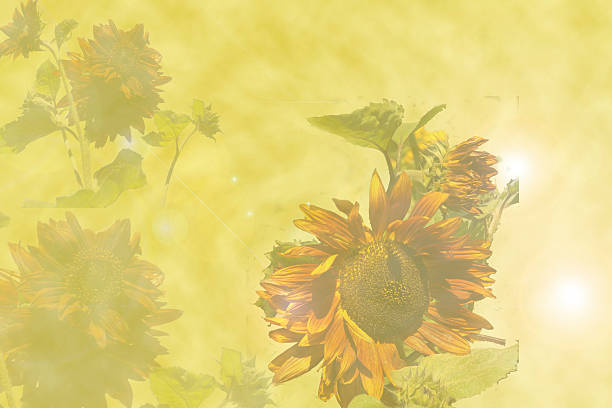 istock yellow background with sunflowers 500775508