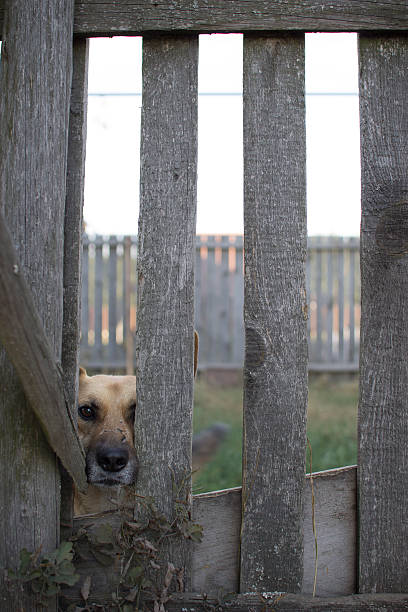 istock sad sad stray dog behind a fence 500776012