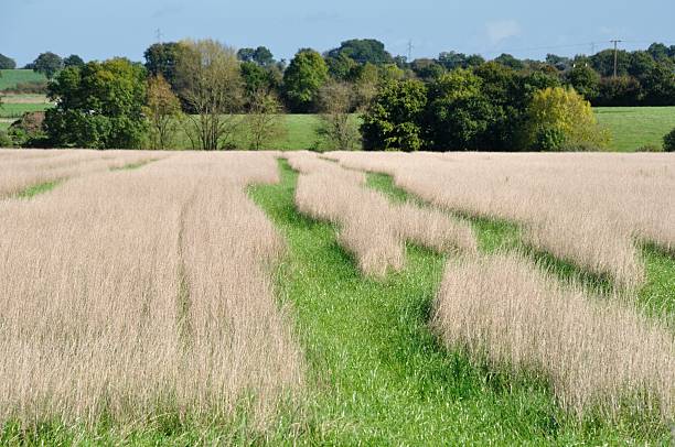 istock Rural landscape in France 500776362