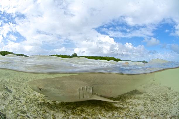 shark in shallow water stock photo