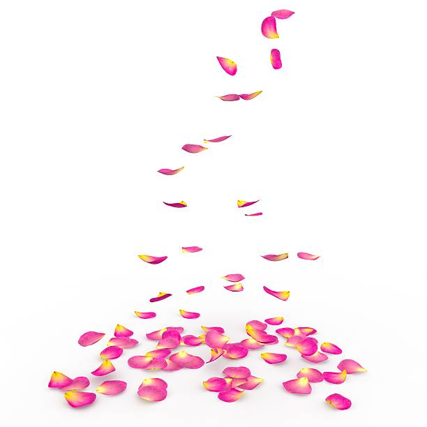 istock Rose petals fall to the floor 500777664