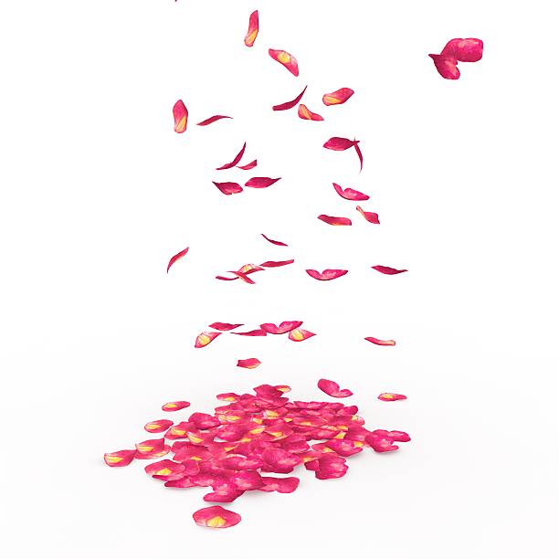 istock Rose petals fall to the floor 500777842