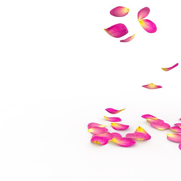 istock Rose petals fall to the floor 500778052