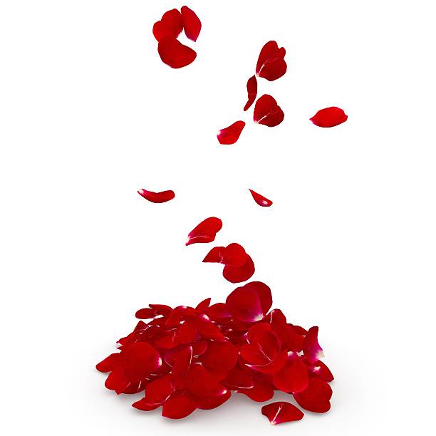 istock Petals dark red rose flying on the floor 500779104