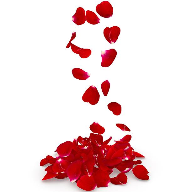 istock Petals dark red rose flying on the floor 500779276