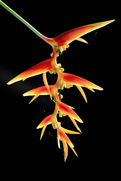 istock Bird Of Paradise Flower 500779316