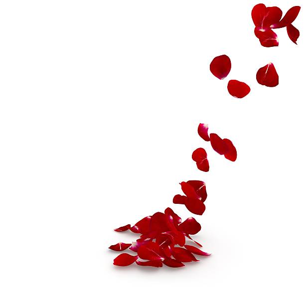 istock Petals dark red rose flying on the floor 500779738