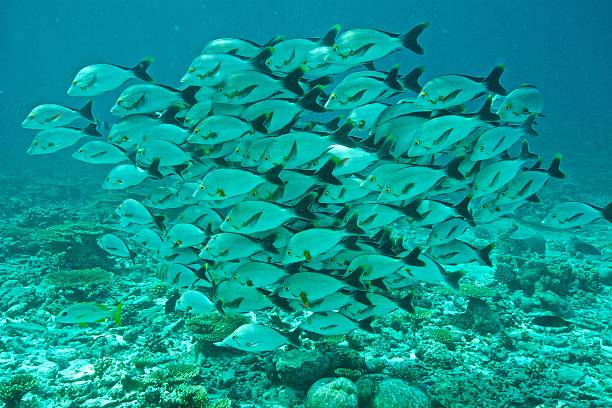 Snapper Fish School 120+ Red Snapper School Stock Photos, Pictures & Royalty-Free Images ...