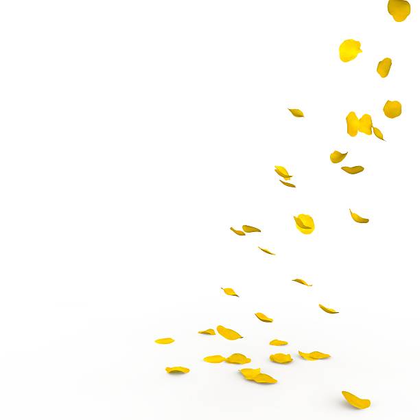 Yellow rose petals fall to the floor