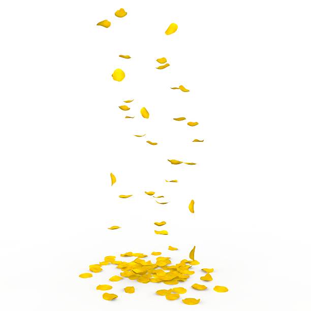 istock Yellow rose petals fall to the floor 500780974