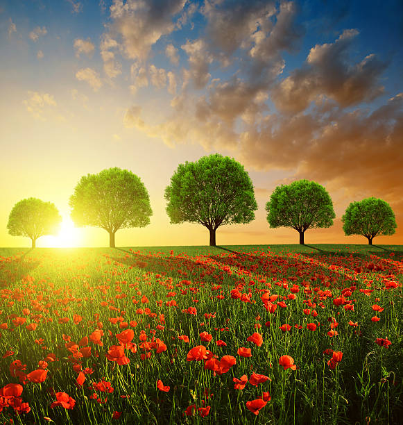 istock Red poppy field and trees in the sunset 500781018