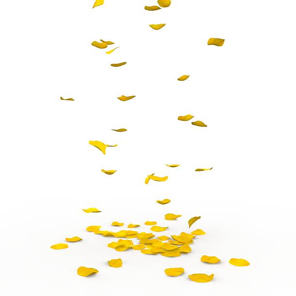 istock Yellow rose petals fall to the floor 500781076