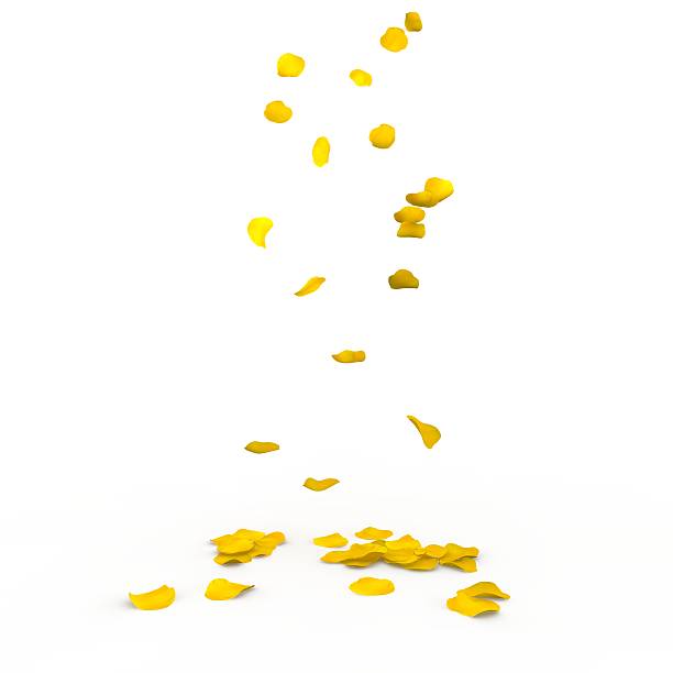 istock Yellow rose petals fall to the floor 500781206