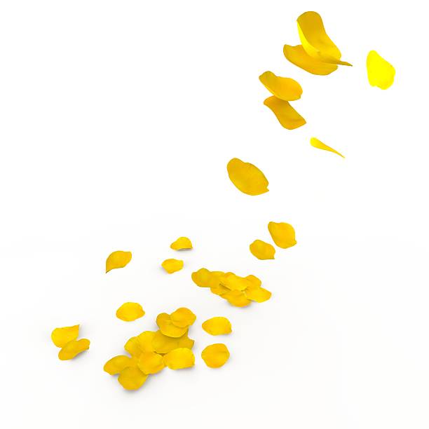 istock Yellow rose petals fall to the floor 500781424