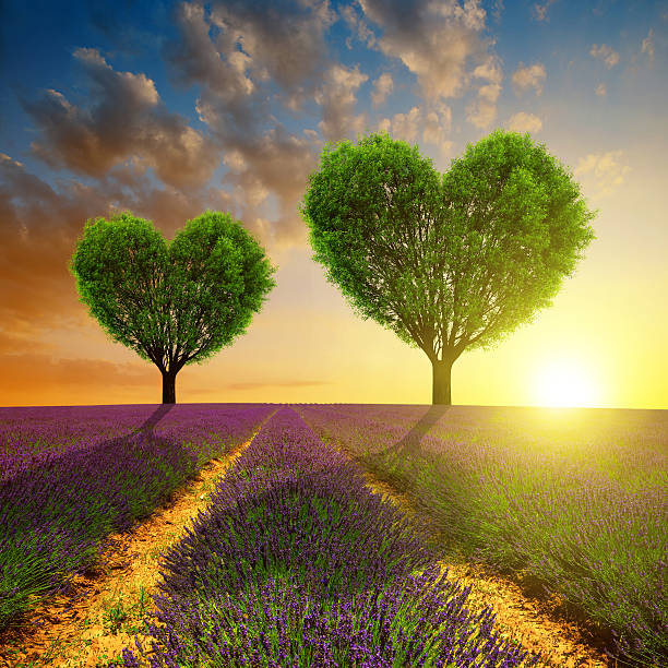 istock Lavender fields with trees in the shape of heart 500781434