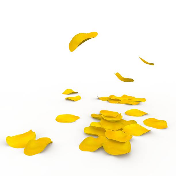 istock Yellow rose petals fall to the floor 500781530