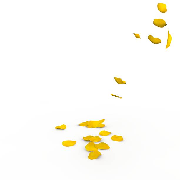 istock Yellow rose petals fall to the floor 500781730