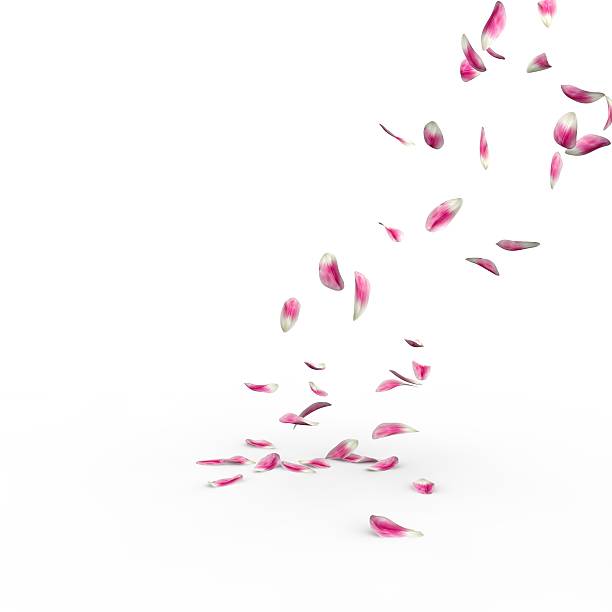 istock Tulip petals fall to the floor 500781812