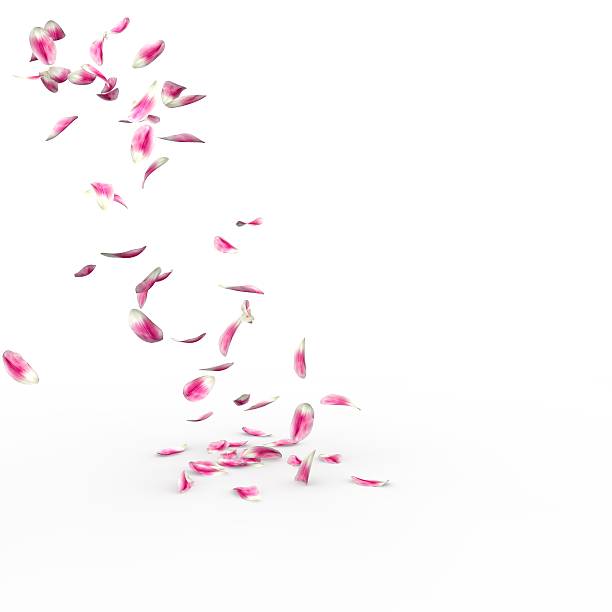 istock Tulip petals fall to the floor 500781842