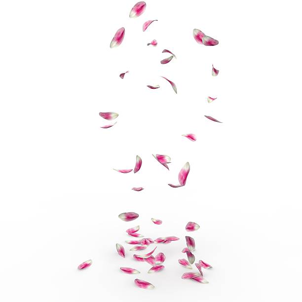 istock Tulip petals fall to the floor 500782040