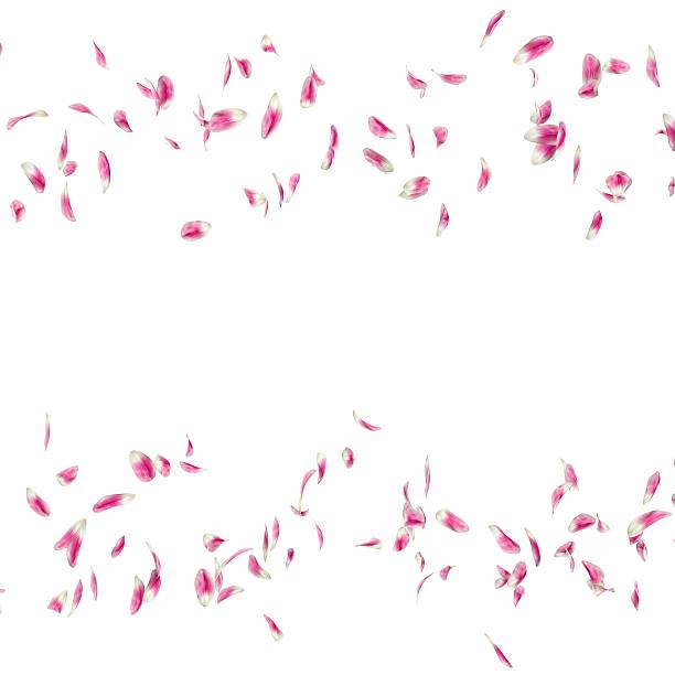 istock Tulip petals fall to the floor 500782110